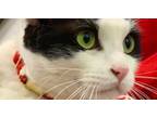 Adopt Bruce-Squiggy a Domestic Short Hair