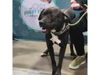 Adopt ElliMay a Pit Bull Terrier