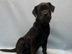 Adopt Remy a Shar-Pei, Mixed Breed