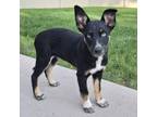 Adopt Mira a Husky, Australian Cattle Dog / Blue Heeler