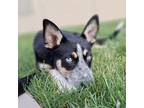 Adopt Ariel a Husky, Australian Cattle Dog / Blue Heeler