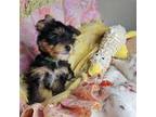 Yorkshire Terrier Puppy for sale in Imperial Beach, CA, USA
