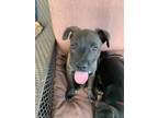 Adopt Zoey Available 6/8 a Labrador Retriever