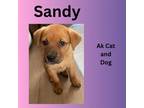 Adopt Sandy (Jasmine pup #1) a Husky, Labrador Retriever