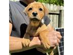 Adopt NY Sassafras Avail June 8(Relay for Life) a Black Labrador Retriever