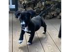 Adopt NY Jaycee (Foster in Yorktown Heights) a Terrier, Labrador Retriever