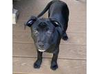 Adopt NY Jayla (Foster in Pawling) a Terrier, Mixed Breed