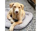 Adopt NY Venus July 3 (Camp Herrlich Patterson NY) a Terrier, Labrador Retriever