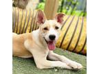 Adopt NY Mars (Relay for Life) a Terrier, Labrador Retriever