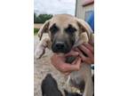 Adopt Destiny Dogs : Elsie a Alaskan Malamute, German Shepherd Dog