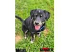 Adopt Alexis a Alaskan Malamute, Retriever