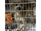 Adopt Biscoff CFS 240038037 a Terrier