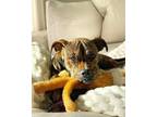 Adopt Dreamer a Pit Bull Terrier, Boxer