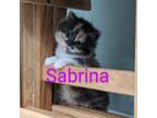 Adopt Sabrina a Domestic Long Hair