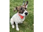 Adopt Harley (24-078 D) a Jack Russell Terrier, Mixed Breed