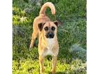 Adopt Ahsoka a German Shepherd Dog, Mixed Breed