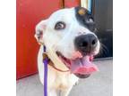 Adopt Wendy a Mixed Breed