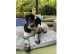 Adopt Luna a Great Pyrenees, Border Collie