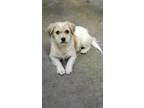 Adopt Ivory a Terrier