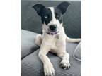 Adopt Capri a Jack Russell Terrier, Mixed Breed