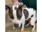 Adopt Jangles a Pit Bull Terrier