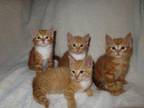 Gorgeous Orange Kittens