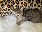 Savannah Kittens