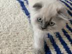 Beautiful Scottish Fold Kitten
