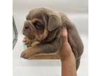 Bulldog Puppy for sale in Kinzers, PA, USA
