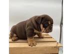 Bulldog Puppy for sale in Kinzers, PA, USA