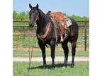 Big Ranch and Rope Gelding