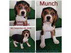 Adopt Munch a Beagle, Cavalier King Charles Spaniel