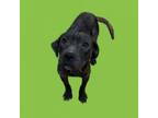 Adopt TUSC-Stray-tu48 a Pit Bull Terrier, Labrador Retriever