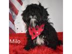 Adopt Milo a Terrier