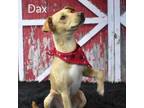 Adopt Dax a Terrier