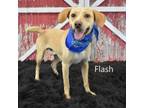 Adopt Flash a Terrier