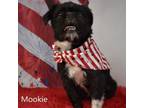 Adopt Mookie a Pug, Terrier