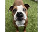 Adopt Rugby a Boxer