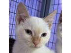 Adopt Terrence a Siamese, Domestic Short Hair