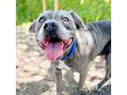 Adopt Ghost a Pit Bull Terrier