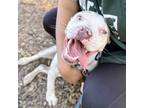 Adopt Walter a Pit Bull Terrier