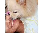 Experienced Brampton Pet Sitter Offering Affordable Daily Care