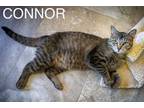 Adopt Connor (FCID# 05/16/2024 - 14 Trainer) a Tabby