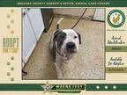Adopt Droopy a Mixed Breed