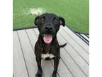 Adopt Brody a Mixed Breed
