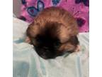 Adopt Furby 3697 a Pekingese