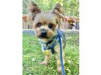 Adopt Brucey a Yorkshire Terrier