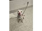 Adopt Dee-Oh-Gee a Pit Bull Terrier, Mixed Breed
