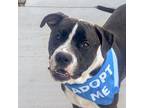 Adopt Ricky a Pit Bull Terrier