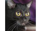 Adopt Tyson a Domestic Short Hair